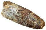 Fossil Sauropod Dinosaur (Titanosaur) Tooth - Morocco #298655-1